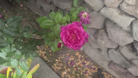 a red rose next to a wall