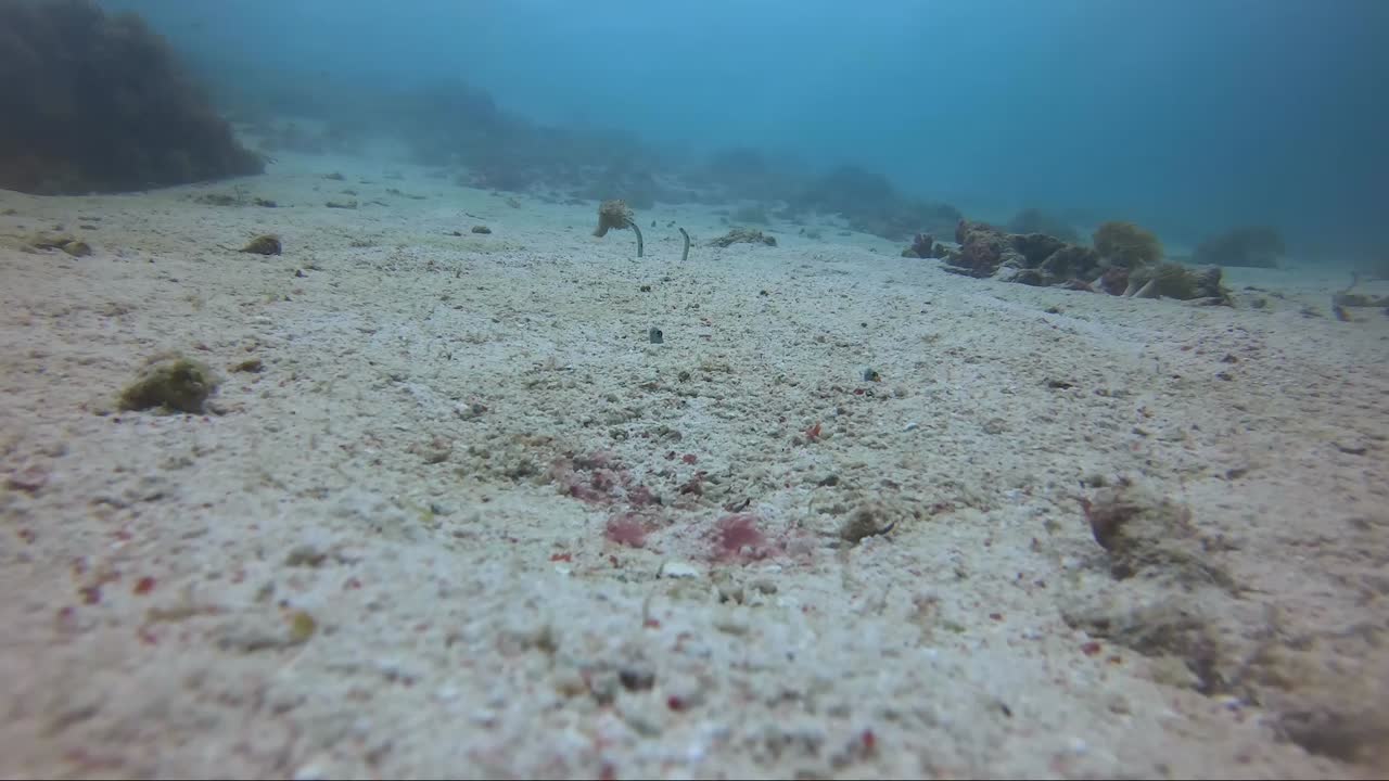 Garden eels going down in the sand in slow motion
