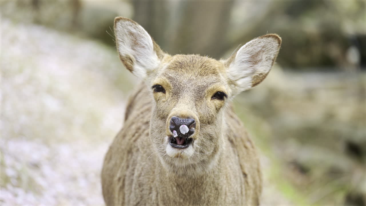 A deer with cherry blossom petals on the nose looking towards the camera. Delicate blooms cover the ground, creating a picturesque environment in spring. Nara Park, Japan