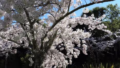 Langsamer-Spaziergang-Im-Schatten-Eines-Wunderschönen-Kirschblütenbaums-Mit-Wendung,-Um-Andere-Zu-Enthüllen---Christchurch,-Neuseeland
