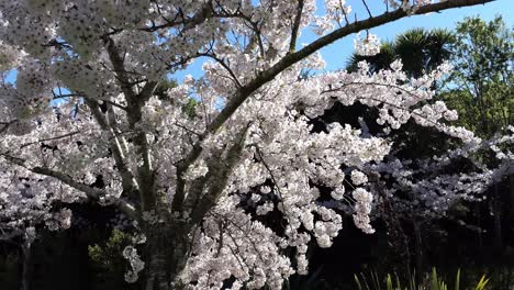 slow walk in shade of beautiful cherry blossom tree with turn to reveal others - christchurch, new zealand