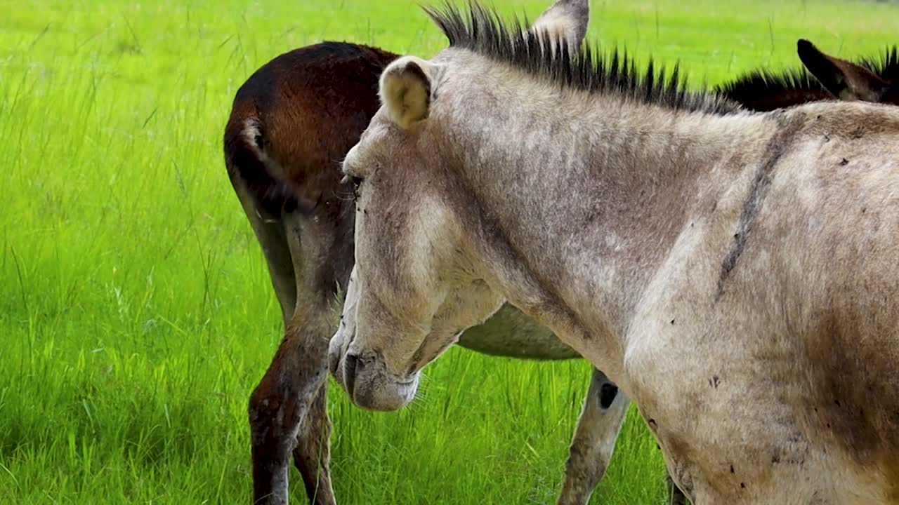 hd 24fps 눈 주위에 파리가 있는 흰 당나귀 얼굴 클로즈업