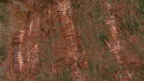 aerial birds eye view over cut pine tree logs stacked in open field in spain