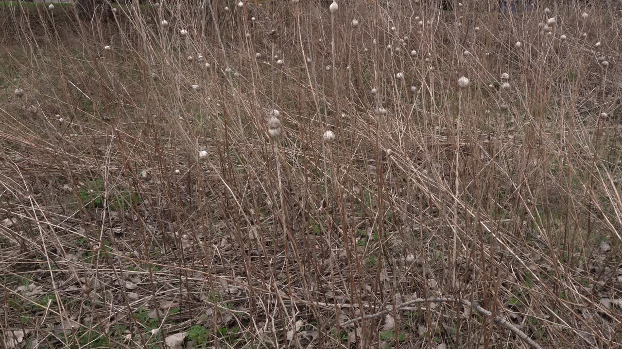 A lot of very low vegetation on the ground without greenery at the very beginning of spring. It provides a beautiful perspective on the beauty of nature.