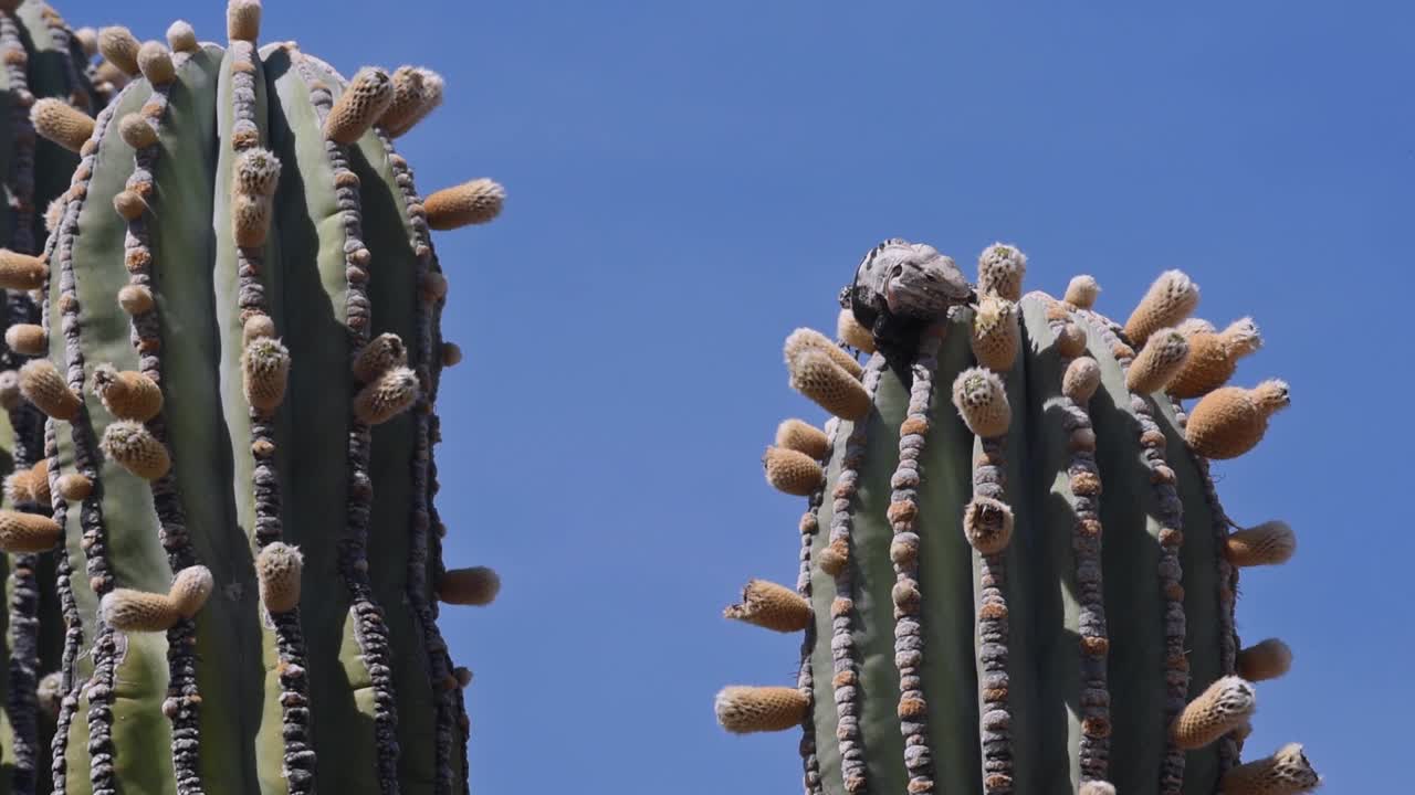 바하 이슬라 에스테반 멕시코 사막 카르돈 선인장과 꽃을 먹는 이구아나