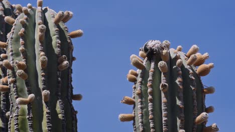 baja isla esteban mexico desierto cardon cactus e iguana comiendo flor