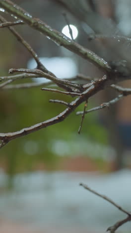frosted tree branch near residential building illuminated by soft light, surrounded by blurred vibrant green leaves and red berries, with distant parked car covered in snow under evening sky