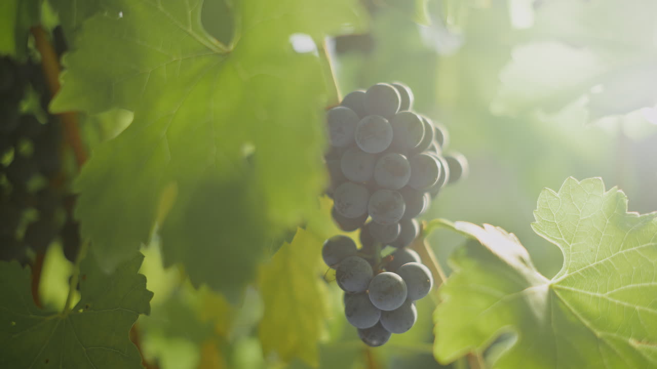 Bunches of Grapes on Vine