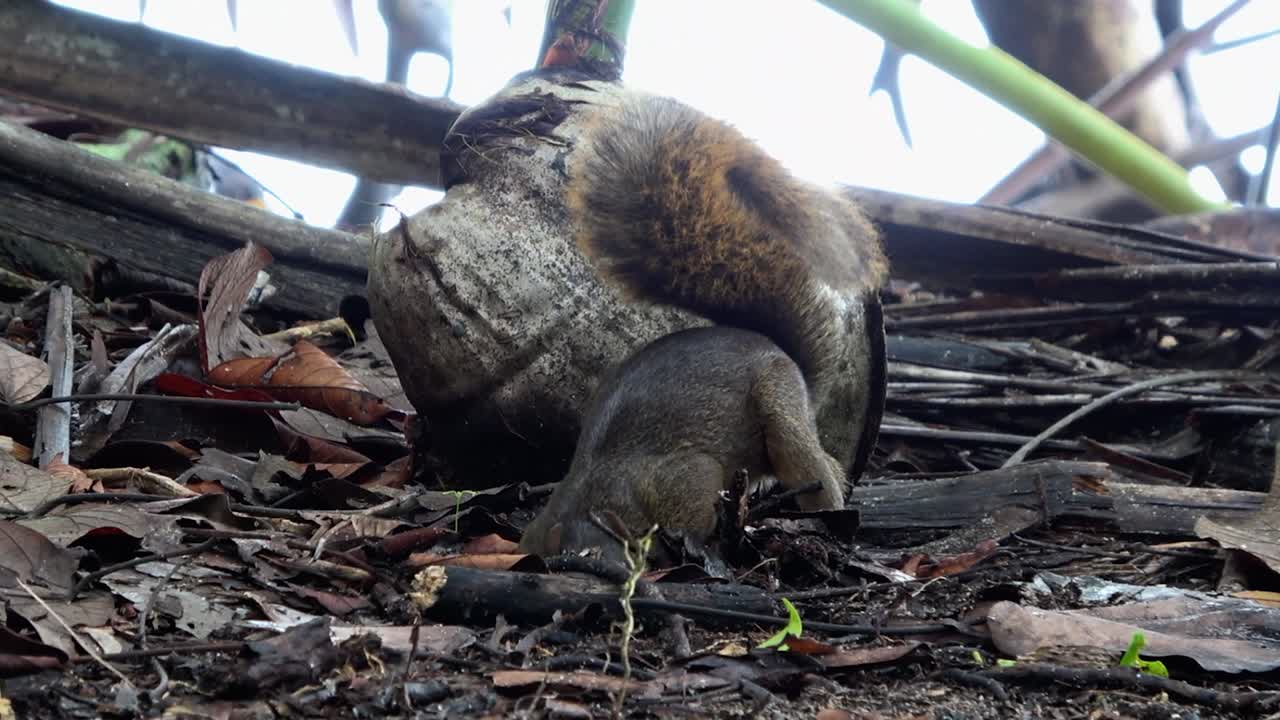 다람 가 해변 에서 음식 을 찾고 있다