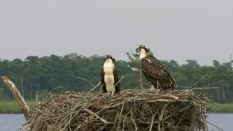 tight-shot-Ospreys-in-nest-in-the-sound