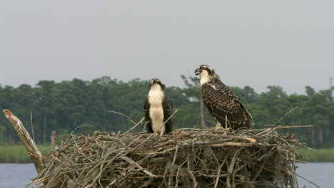 tight shot ospreys in nest in the sound