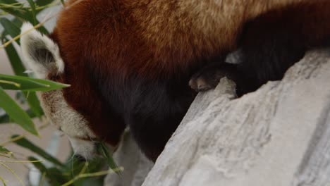panda rojo bajando de cerca