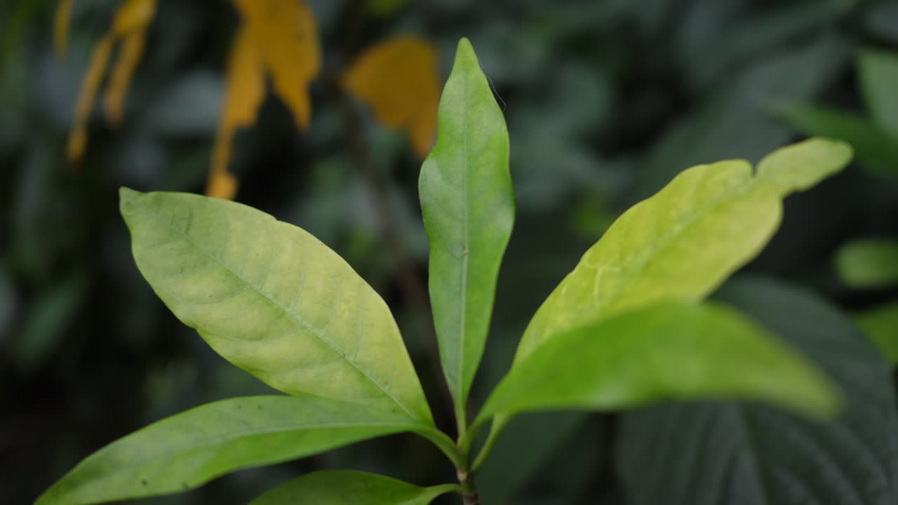 primer plano de las hojas de las plantas