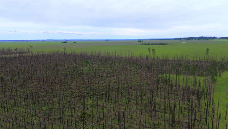 Aerial View of Burned Forest with Charred Trees and Surrounding Green Meadows. Argentina. 4k.