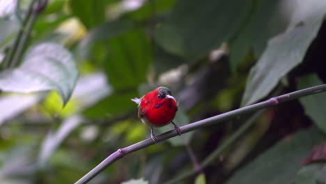 a crimson sunbird sitting on a branch in a garden