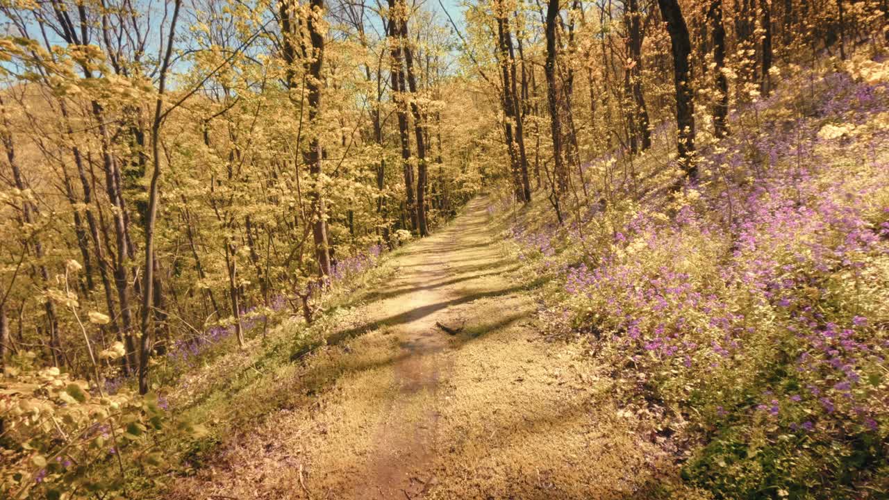 晴れた日に森の中の土の道を歩く一人称視点（POV）。道沿いには黄金色の木々と紫色の花が咲き、カメラはゆっくりと前進する。高品質4K Bロール。