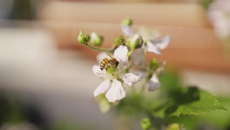 Makroaufnahme-Einer-Biene-Auf-Einer-Brombeerblüte-In-Zeitlupe