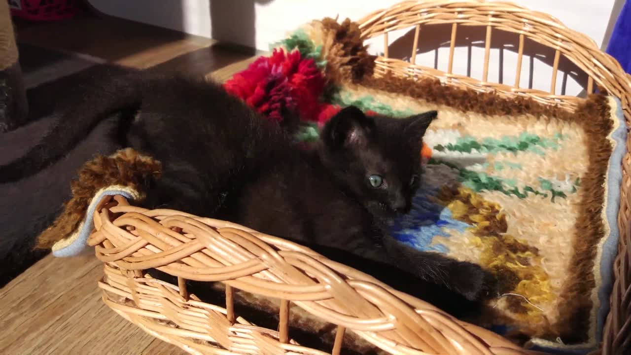 Kittens