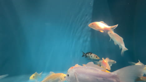 fishes swimming slow motion in a blue fish aquarium