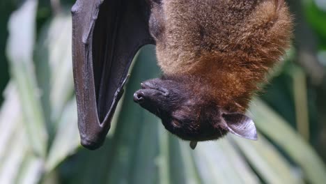 murciélago de la fruta del zorro volador colgado boca abajo en su percha