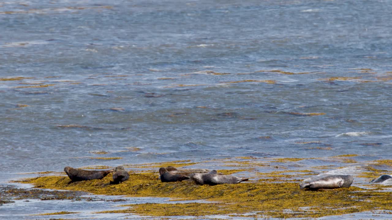 Several harbor seals lounge on coastal rocks, bright daylight, static wide shot, tranquil marine atmosphere