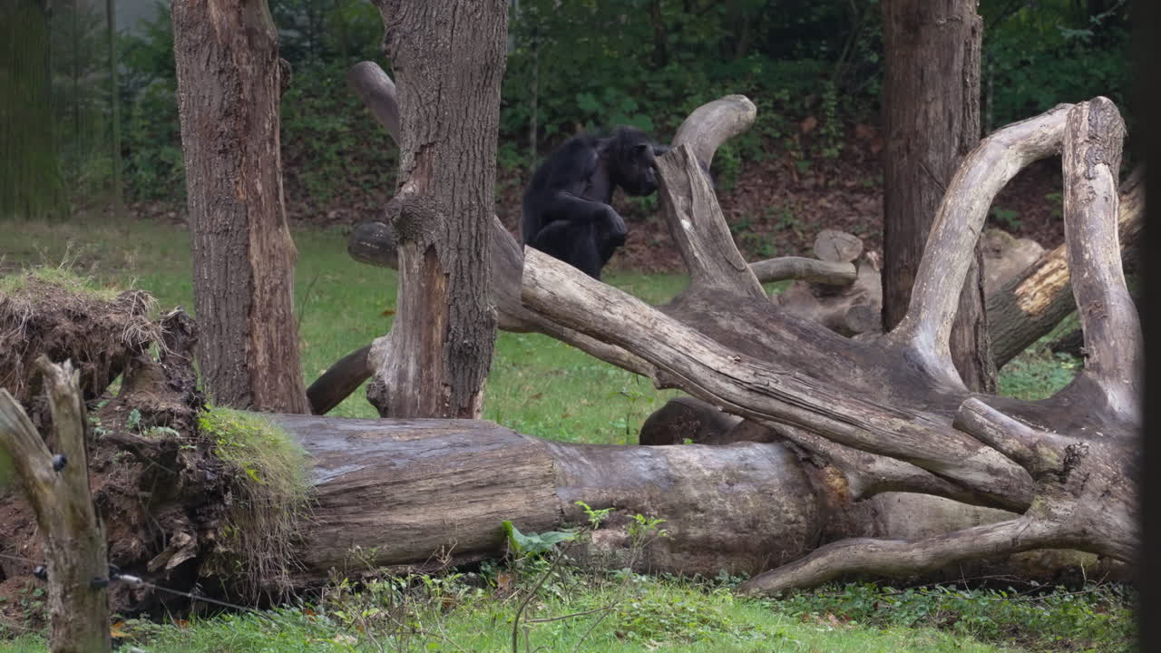 A black monkey sits on tree branches, static view