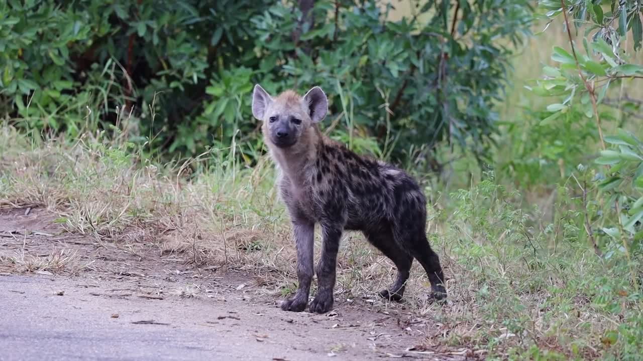 Cute and cautious hyena cub explores asphalt roadside in Kruger National Park