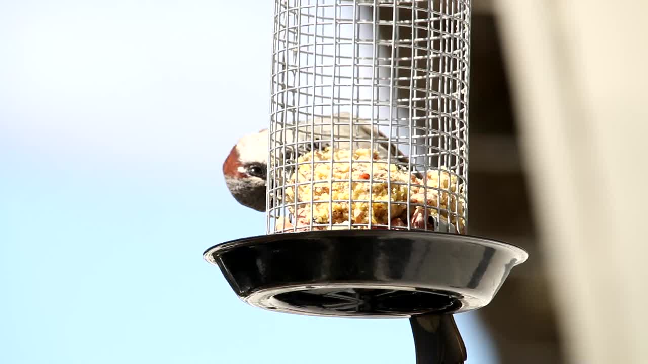 집 정원에 있는 집 참새가 먹이 케이지에서 음식을 먹고 있습니다.