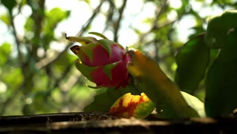 Panning-reveal-shot-of-white-dragon-fruit-attached-to-vine-plant-cactus-with-fence-in-background