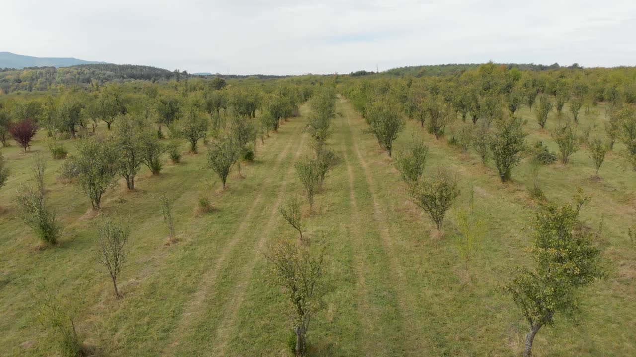 Flying a drone over a plum tree garden in Omurtag, Bulgaria - October 5th, 2018