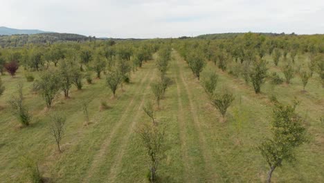 Volando-Un-Dron-Sobre-Un-Jardín-De-Ciruelos-En-Omurtag,-Bulgaria---5-De-Octubre-De-2018