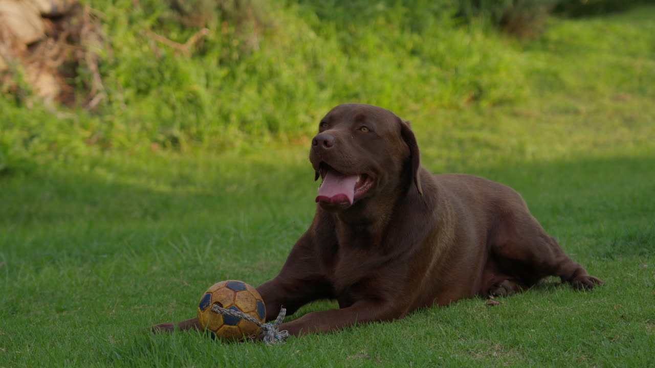 un feliz labrador marrón relajándose en la hierba verde con una pelota amarilla