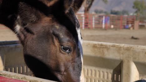 Caballo-Marrón-Oscuro-Hambriento-Comiendo-Intensamente-Al-Aire-Libre,-De-Cerca