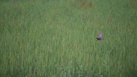 black crowned nigh heron flying