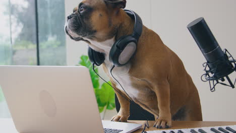 Funny-Shot-Of-Pet-French-Bulldog-Recording-Podcast-Wearing-Headphones-And-Sitting-Behind-Microphone