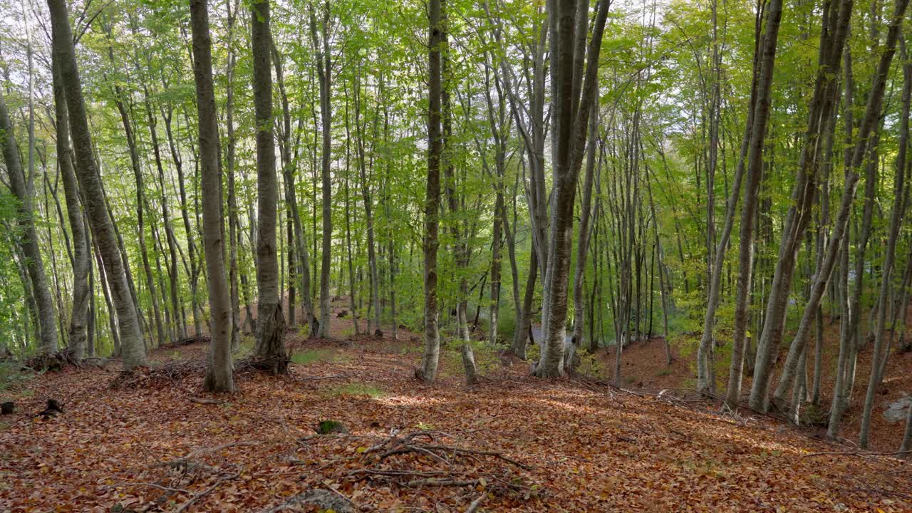 Inquadratura statica di alberi della foresta dai colori autunnali, fogliame mosso dal vento in una giornata di sole
