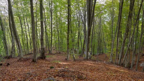 fotografía estática color de otoño árboles del bosque follaje en movimiento viento día soleado