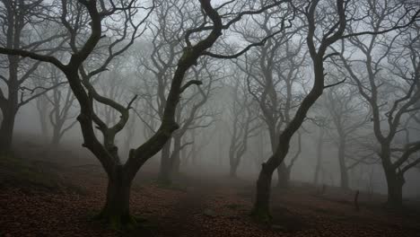 a hauntingly beautiful forest scene in fog: a journey through twisted trees and mystical atmosphere captured in two frames