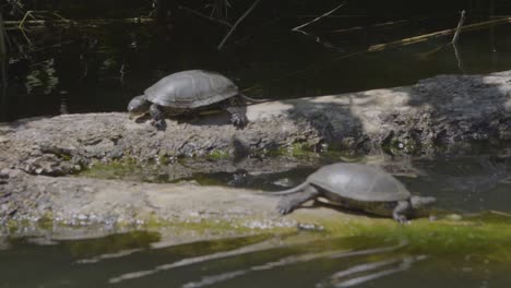 Watching-turtles-on-a-river-cruise