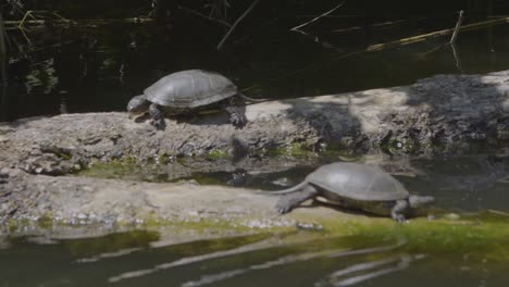 watching turtles on a river cruise