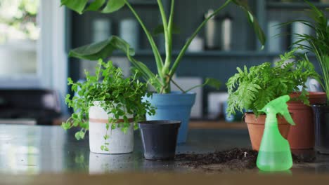 View-of-multiple-plant-pots-and-water-sprayer-bottle-on-the-table-at-home