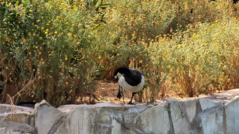 wonderful black wild goose in captivity, zoo bird pluck it's own fur, floral background