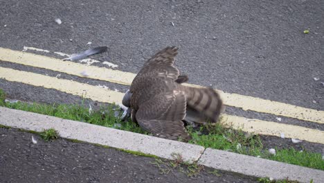 pigeon survives attack and walks away when wary sparrowhawk flies off