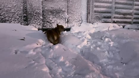 Patas-De-Invierno:-El-Divertido-Viaje-Del-Perro-Rojo-A-Través-De-La-Nieve-Profunda