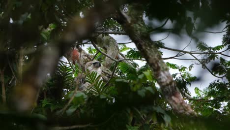 seen with its head sticking out from the canopy and turns to look up during a windy day, philippine eagle pithecophaga jefferyi, philippines