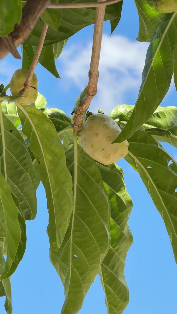 Frutto di Noni appeso a un ramo d'albero sullo sfondo di un cielo azzurro