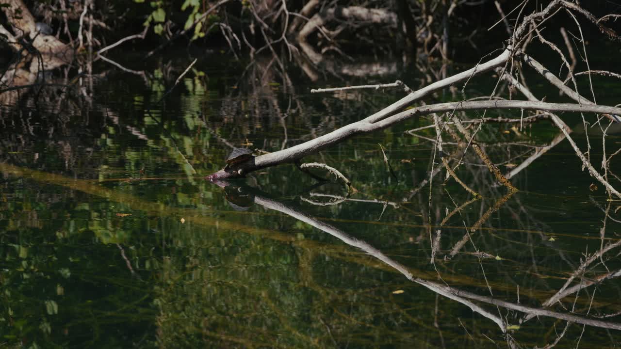 Una tartaruga si riposa su un ramo secco che si estende sopra l'acqua calma, circondata dai riflessi di alberi e vegetazione al lago Jarun a Zagabria