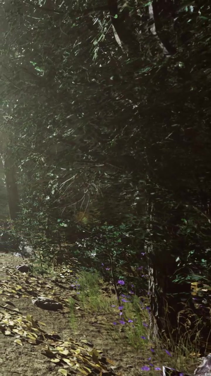 Sentiero nel bosco con alberi e piante sotto la luce del sole di giorno