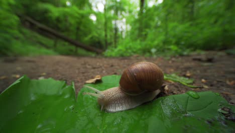 un video de primer plano de un pequeño caracol de jardín arrastrándose por el suelo del bosque