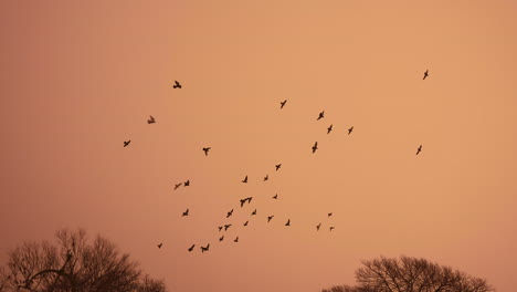 pájaros en cámara lenta volando en un cielo naranja